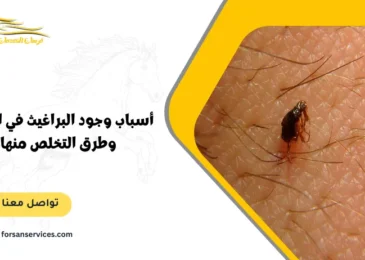 أسباب وجود البراغيث في المنزل وطرق التخلص منها