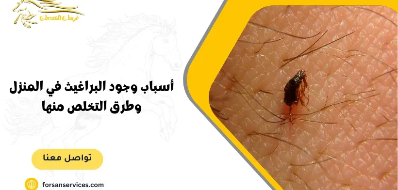 أسباب وجود البراغيث في المنزل وطرق التخلص منها