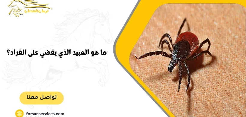 ما هو المبيد الذي يقضي على القراد؟